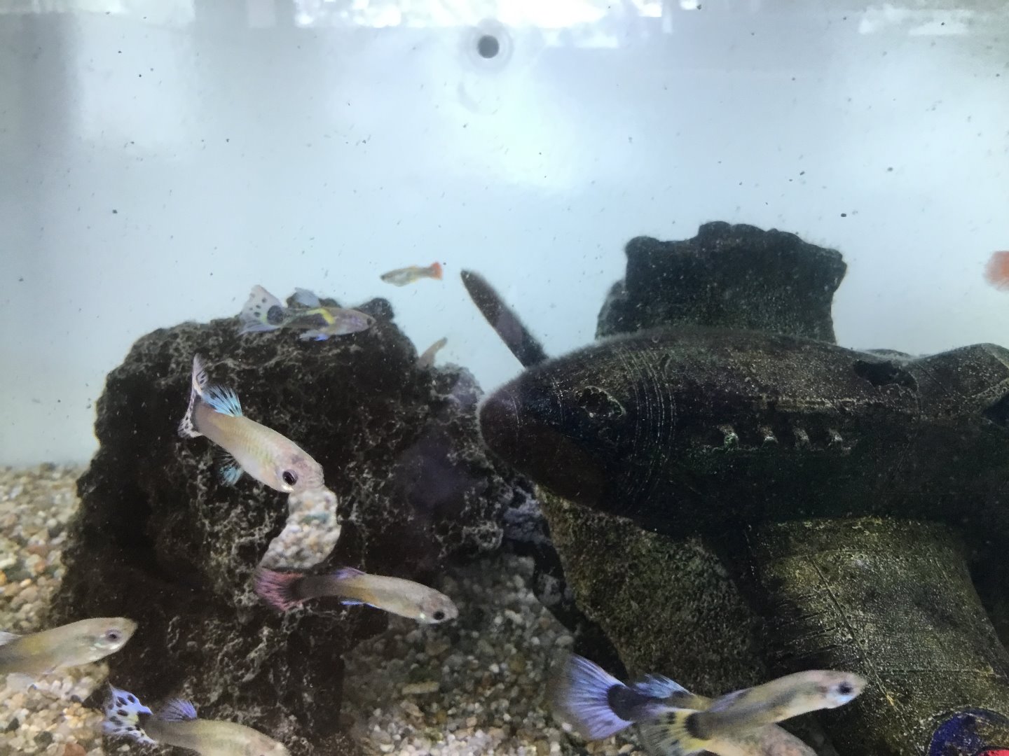 熱帯魚